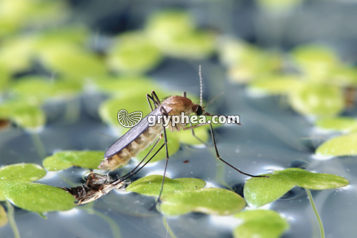 Moustique - Métamorphose du moustique (8) - gryphea.org